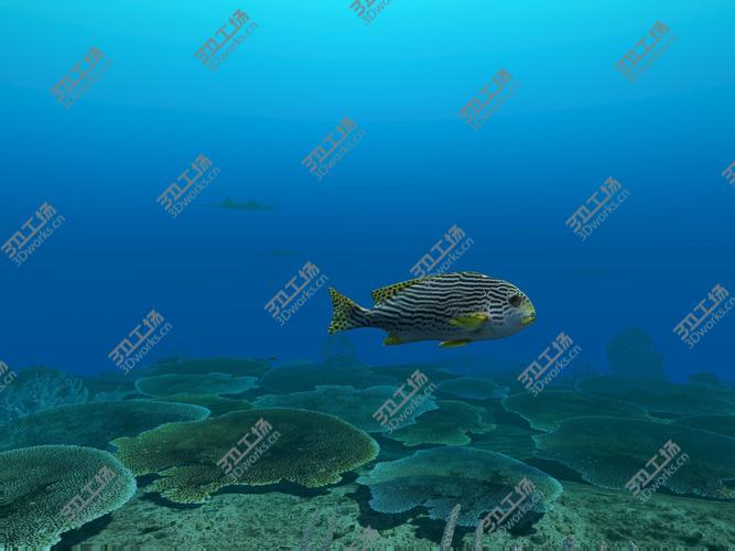 images/goods_img/202104091/Coral Fish Pack/5.jpg